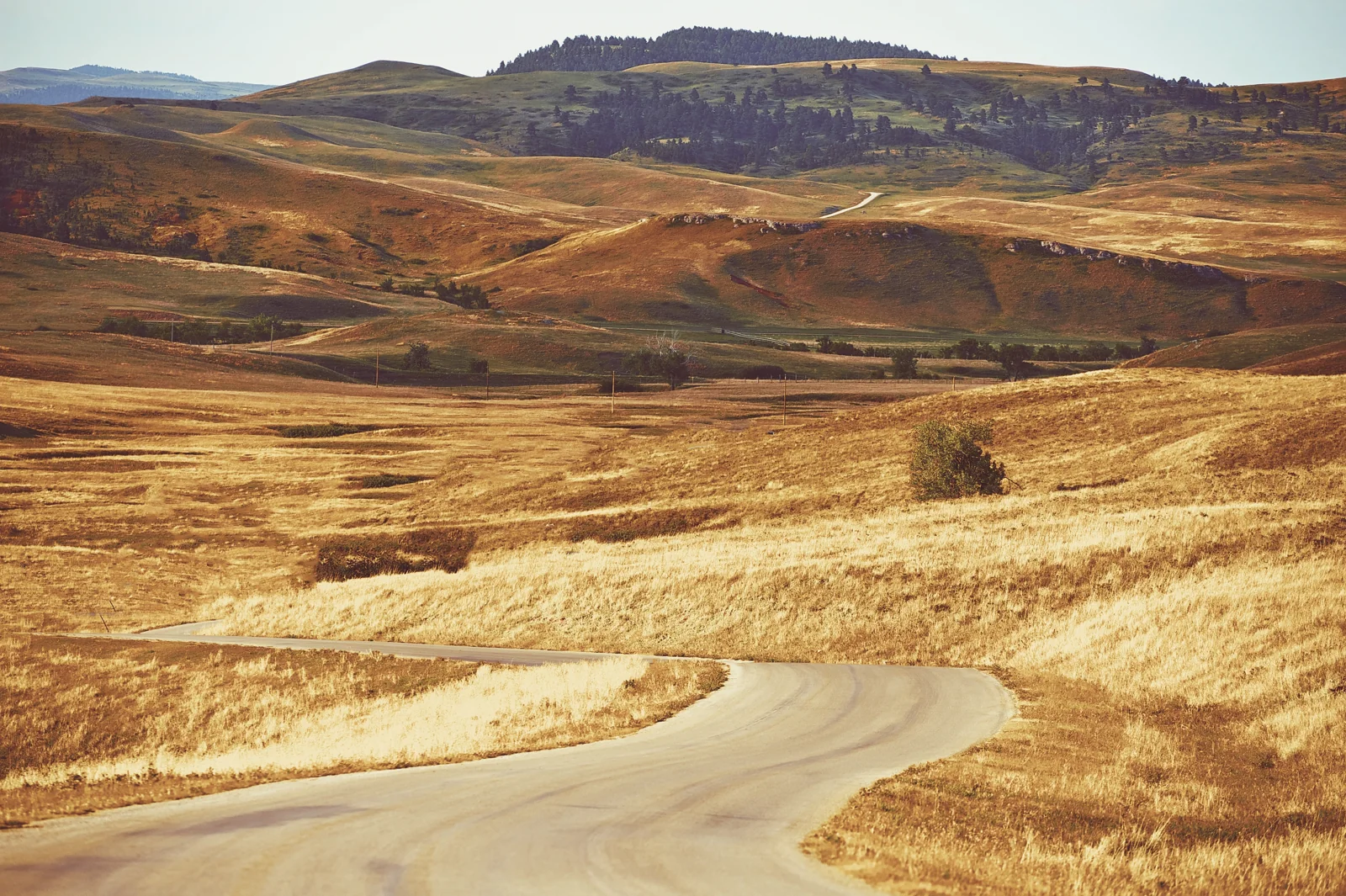 Đường uốn lượn qua đồng cỏ nhấp nhô ở Black Hills