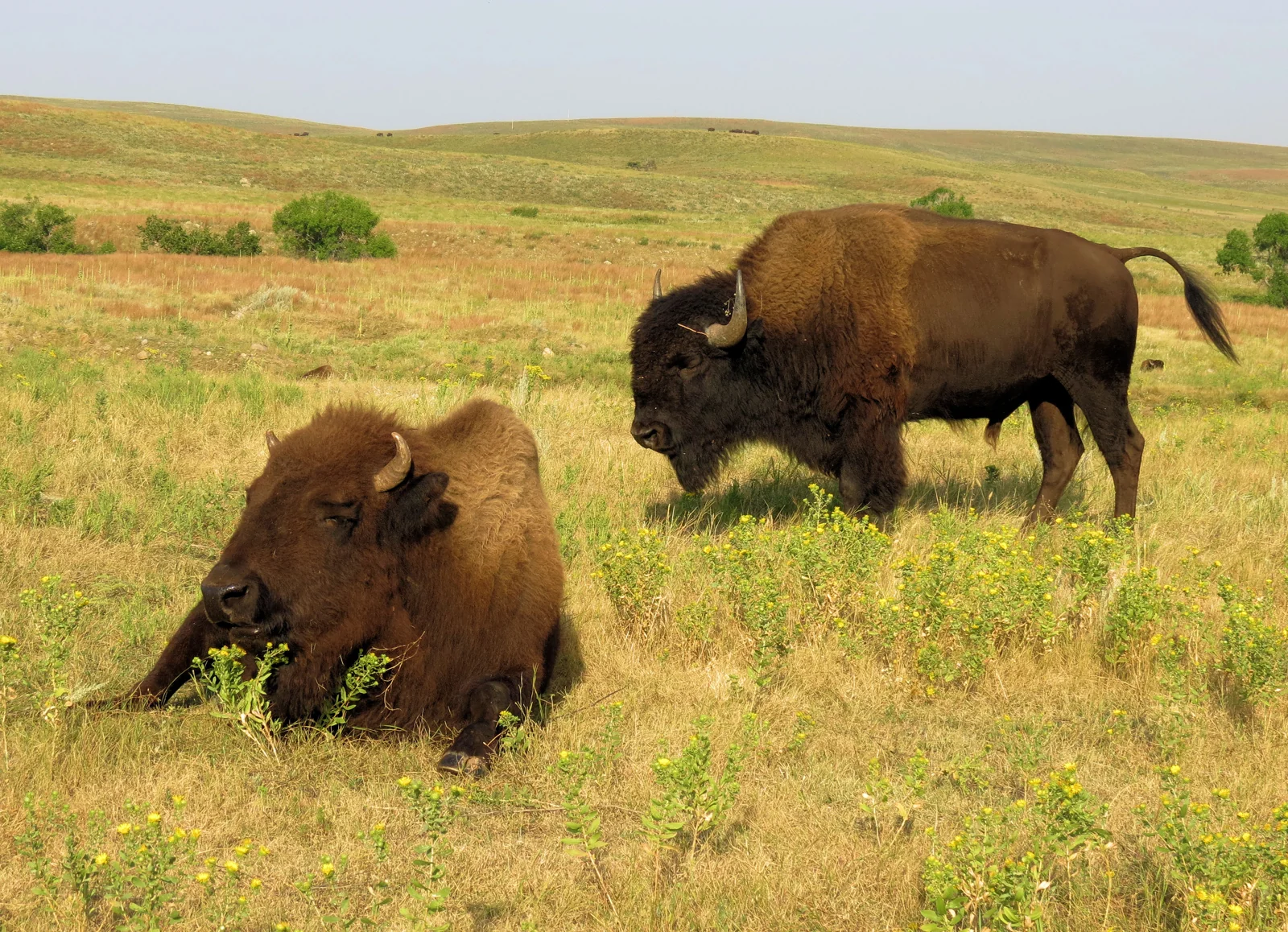 Bò rừng bison Mỹ trong Custer State Park