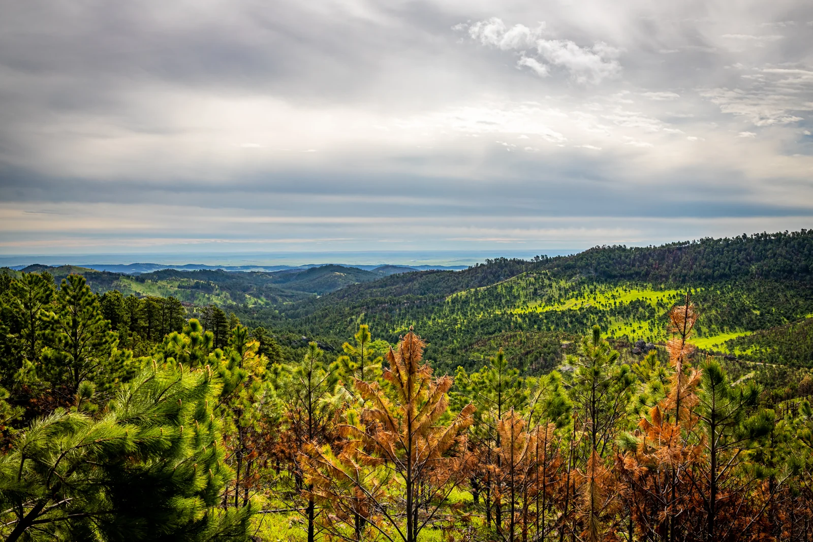 Phong cảnh Custer State Park nhìn từ Heddy Draw Overlook