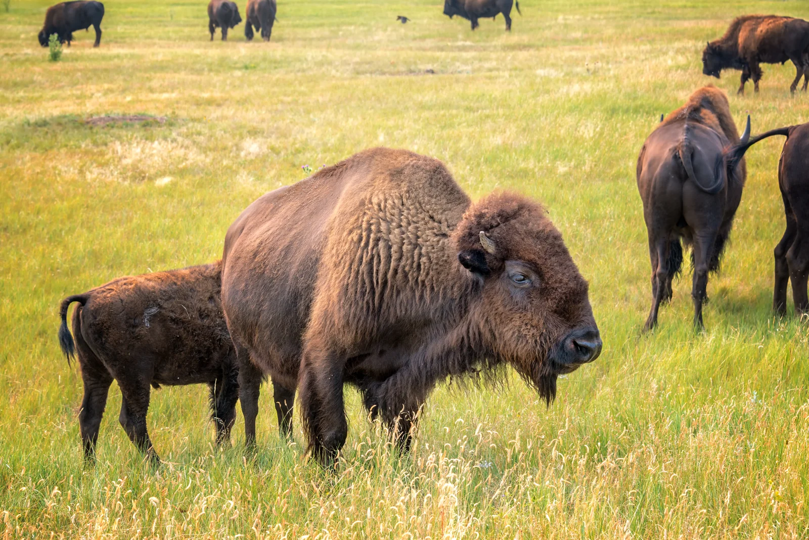 Đàn bison tại Custer State Park
