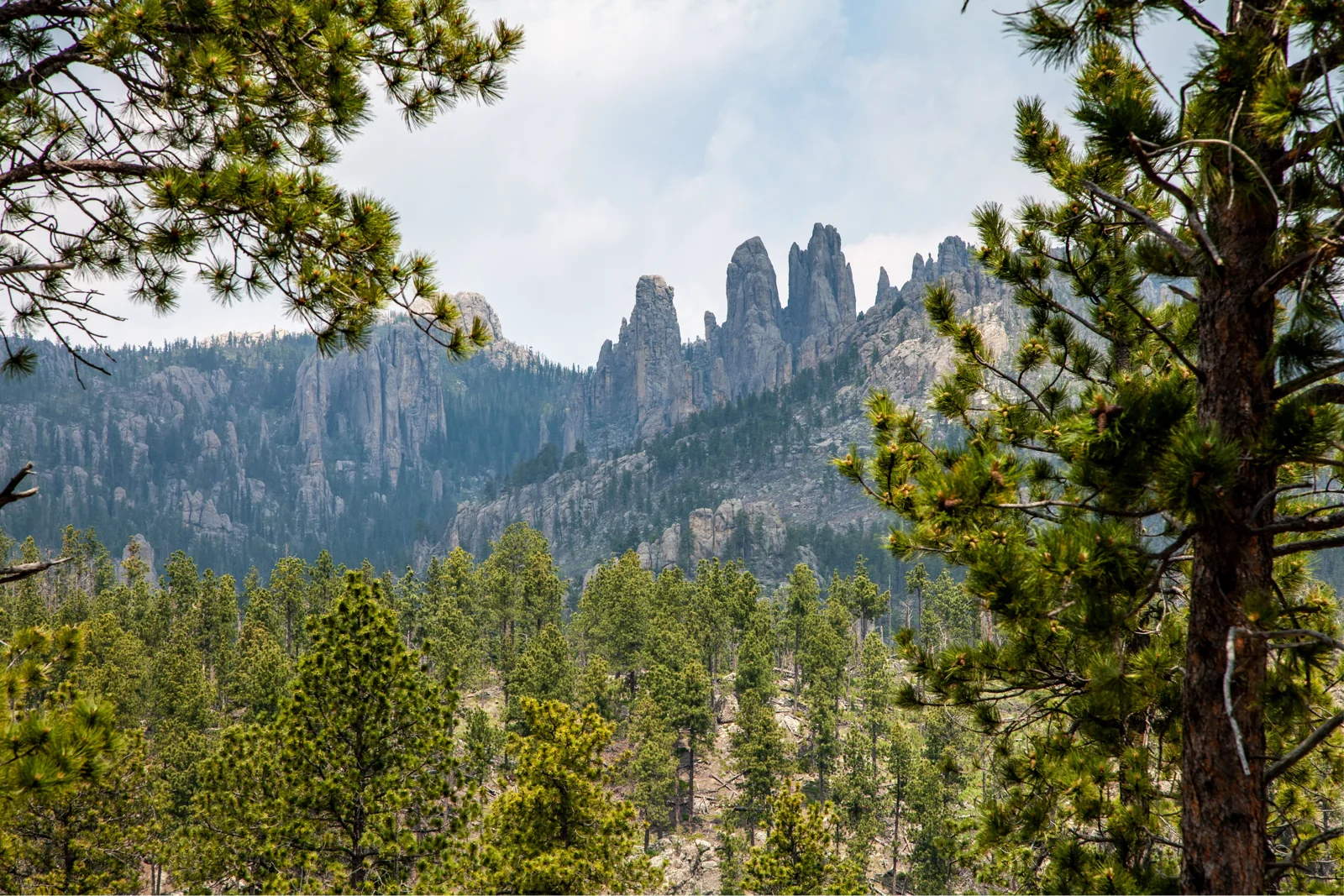 Cây thông và vách granite cạnh Needles Highway