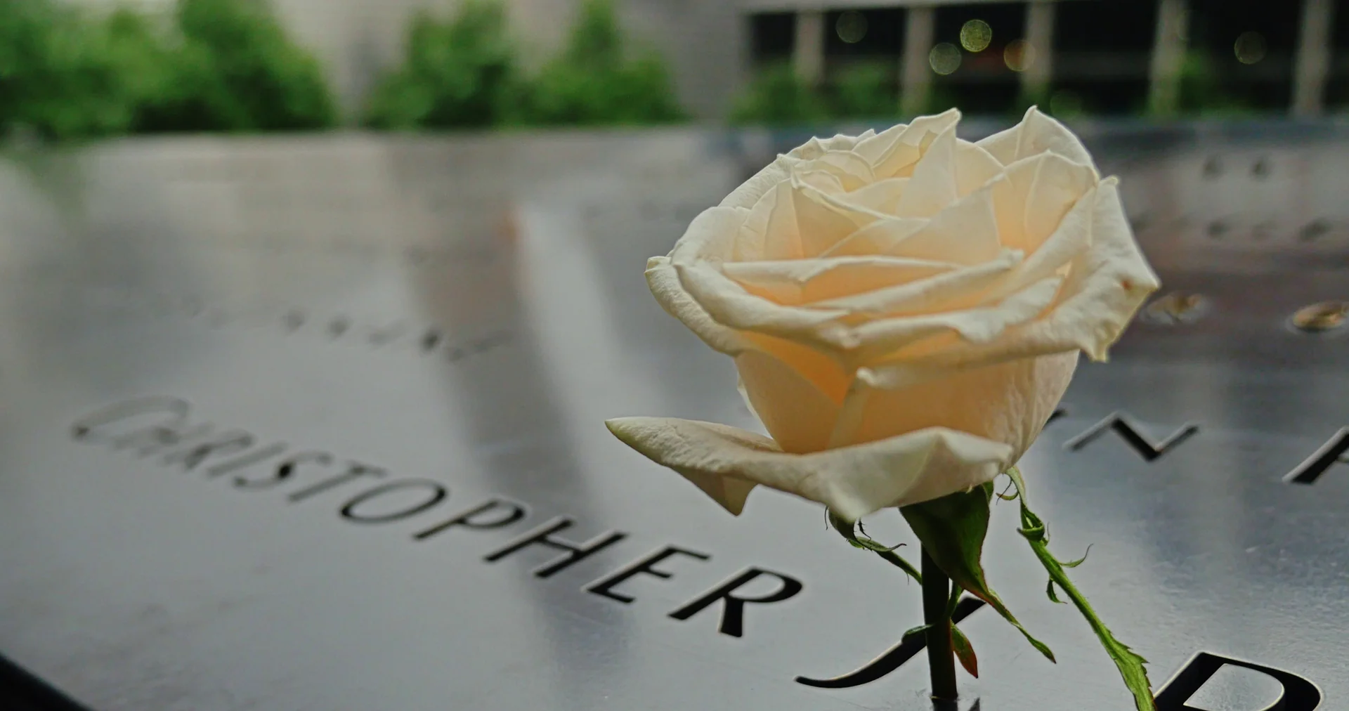 Uma rosa apoiada nos painéis de nomes do Memorial do 11 de Setembro