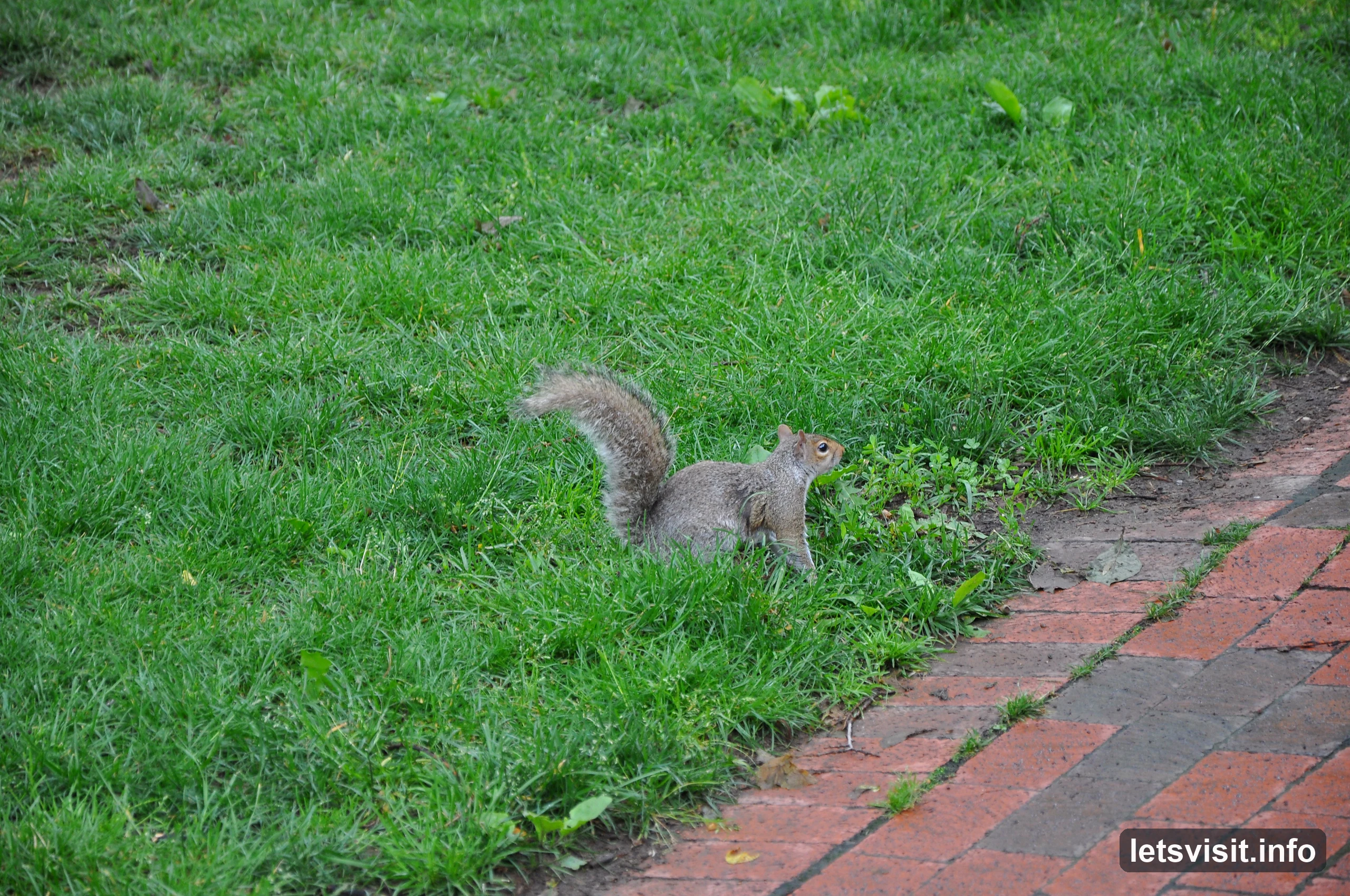 Grey squirrel in grass beside a damp red-brick path